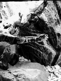 Close-up of iguana on rock in cave