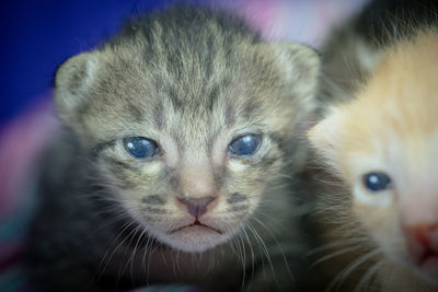 Close-up portrait of kitten