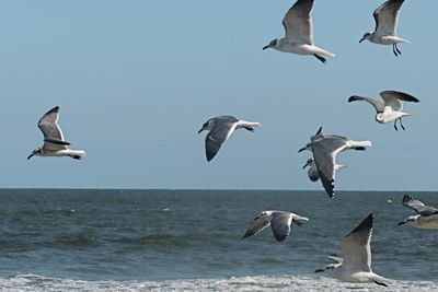 Seagulls flying over sea against clear sky