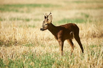 Deer standing on field