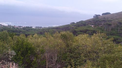 Plants growing on land against sky