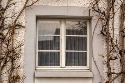 Low angle view of tree against building
