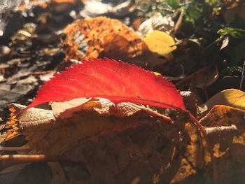 Close-up of maple leaves on tree