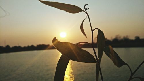 Close-up of silhouette plant against lake during sunset