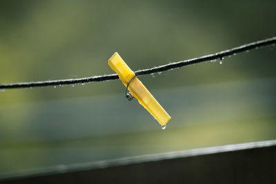 Close-up of clothespins on clothesline