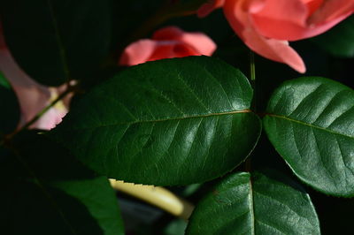 Close-up of green leaves on plant