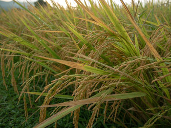 Close-up of crops growing on field