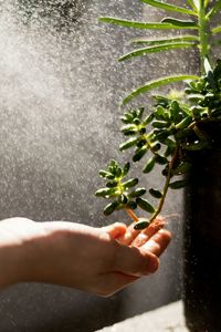 Close-up of hand holding plant