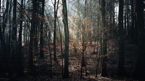 Trees in forest