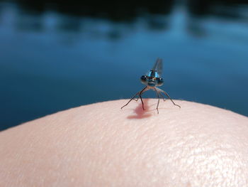 Close-up of dragonfly on skin