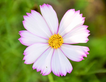 Close-up of pink flower