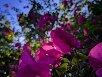 Close-up of fresh pink flowering plant with purple leaves