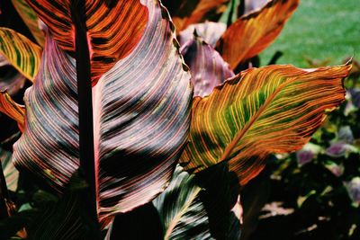 Close-up of plant