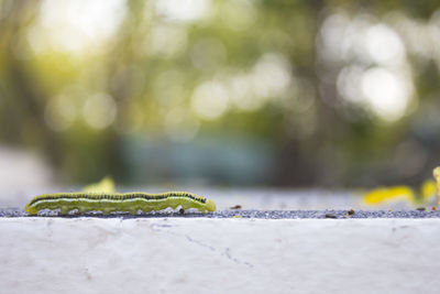 Close-up of insect on retaining wall