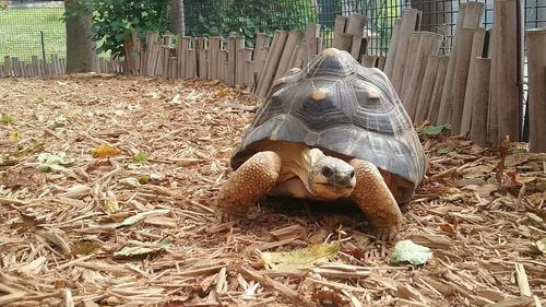 View of a turtle on field