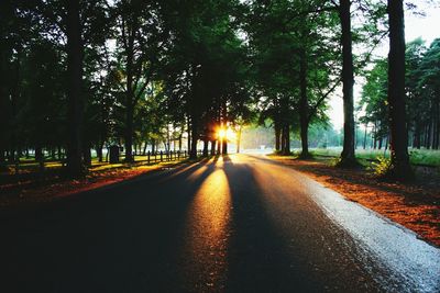 Empty road along trees