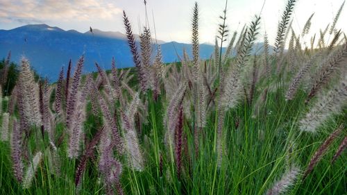 Close-up of fresh flower plants against sky