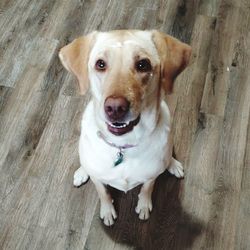 Close-up portrait of dog sitting on hardwood floor