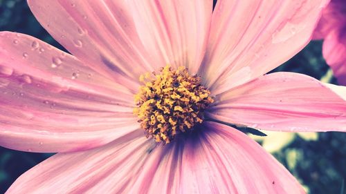 Close-up of pink flower