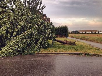 Road by trees against sky