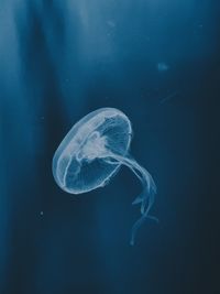 Close-up of jellyfish in sea