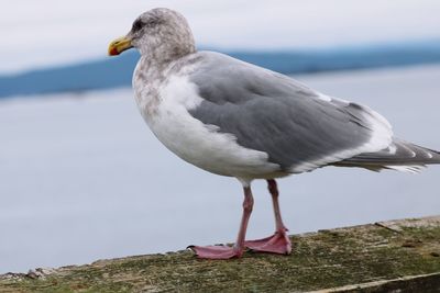 Close-up of seagull perching on a sea