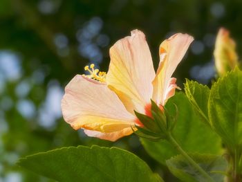 Close-up of flower blooming outdoors