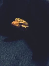 one animal