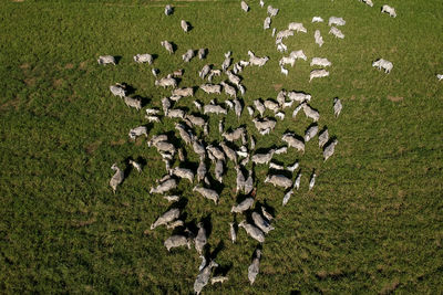 Top view of nellore cattle herd on green pasture in brazil