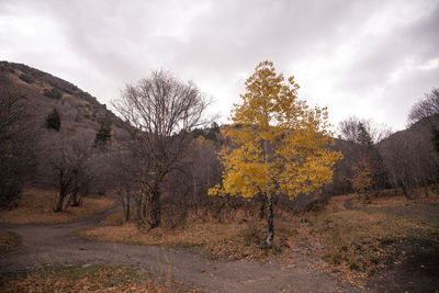 Trees on landscape against sky