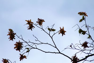 Low angle view of flowering plants against sky