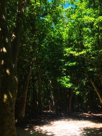 Trees in forest