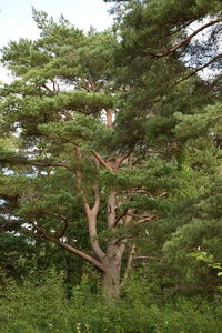 Trees in forest