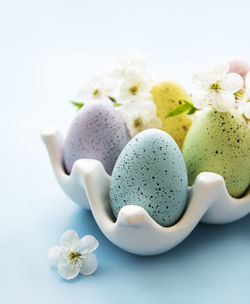 Easter eggs in egg tray and spring blossom on blue surface