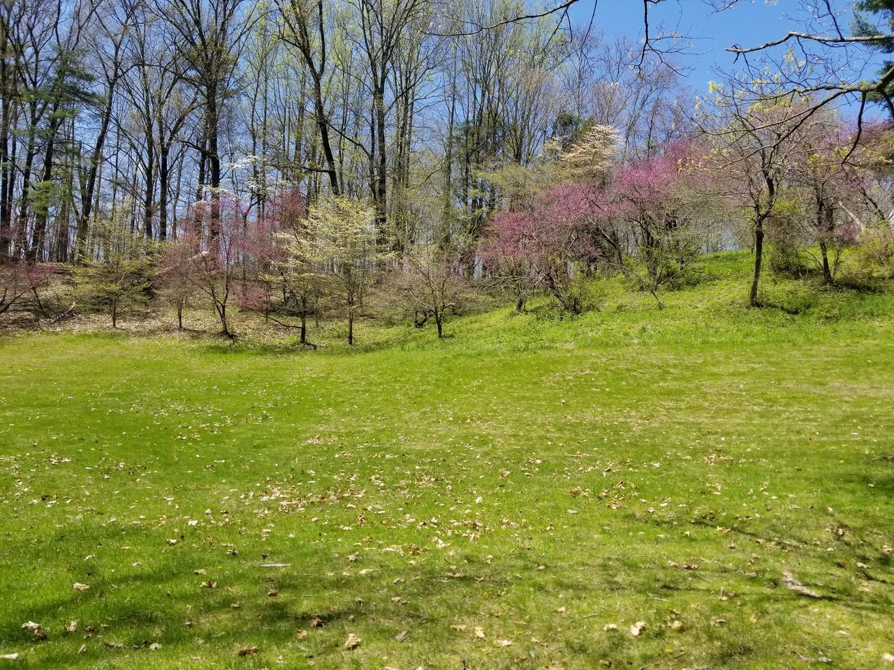 SCENIC VIEW OF GRASSY FIELD AND TREES