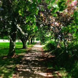 Footpath amidst trees in forest