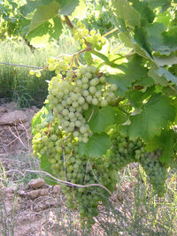 Grapes growing in vineyard