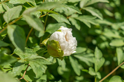 Close-up of white flowering plant