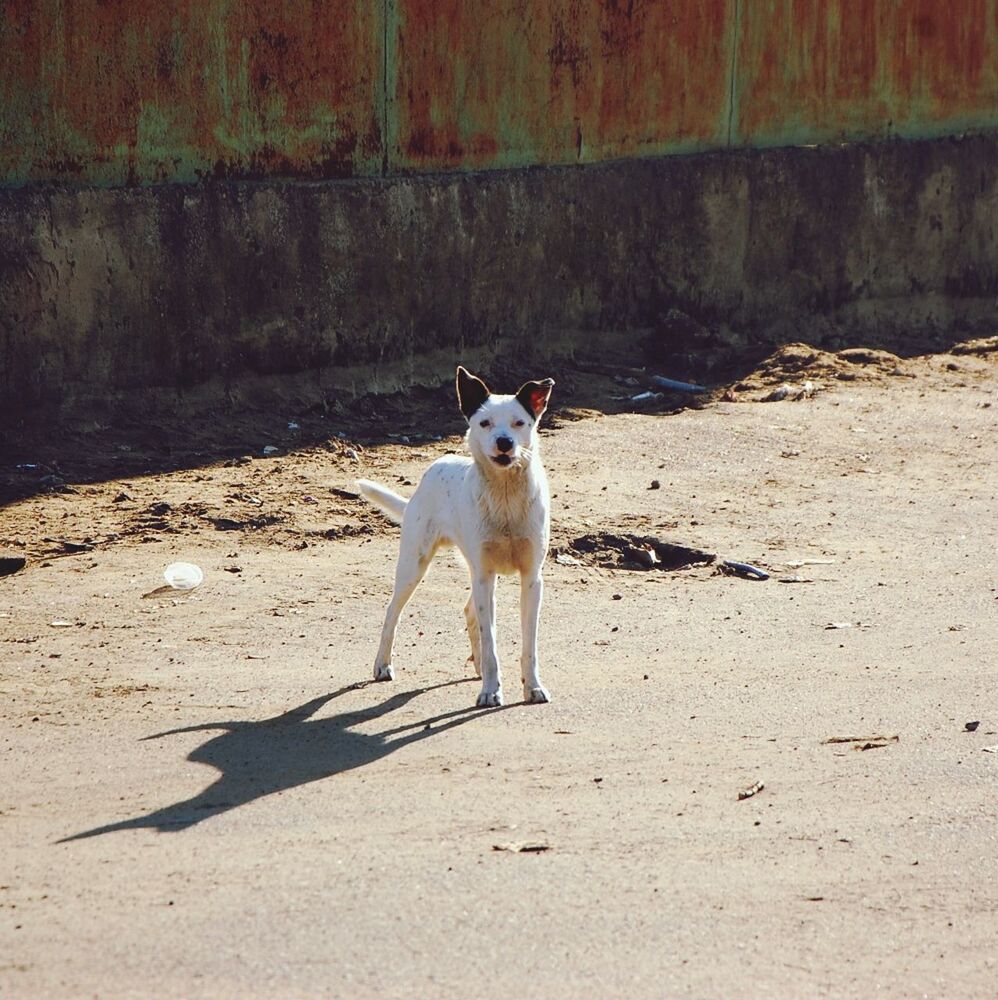 animal themes, domestic animals, one animal, pets, dog, mammal, portrait, full length, looking at camera, standing, walking, front view, zoology, running, outdoors, no people, day, sunlight, vertebrate