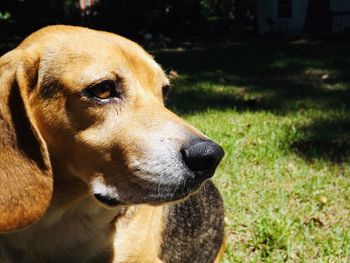 A beagle named butterball.