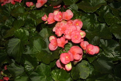 Close-up of pink flowers blooming outdoors