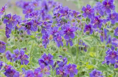 Close-up of purple flowers blooming on field