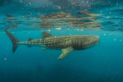 Fish swimming in sea