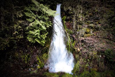 Scenic view of waterfall in forest