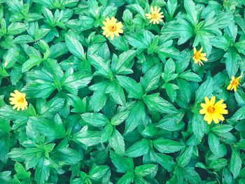 Close-up of yellow flowering plants