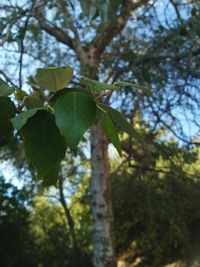 Low angle view of tree against sky