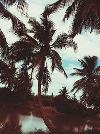 Low angle view of palm trees against sky