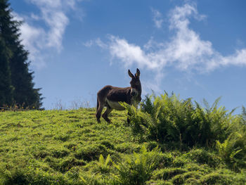 Portrait of horse standing on field against sky