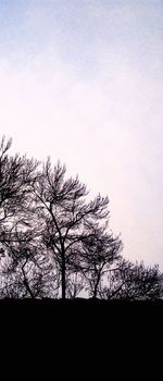 Low angle view of tree against sky