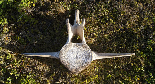 High angle view of bird on land